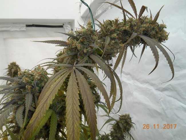 Ace Seeds - Haze X Kali China (fem.)