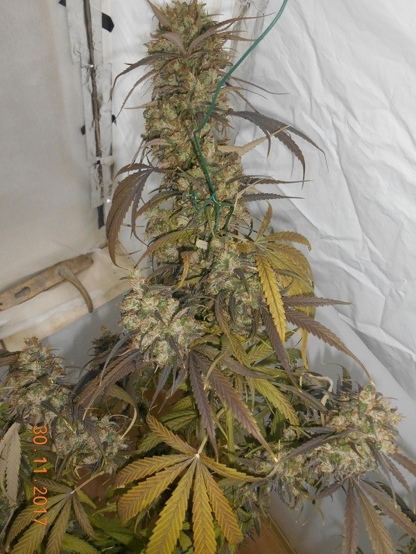 Ace Seeds - Haze X Kali China (fem.)