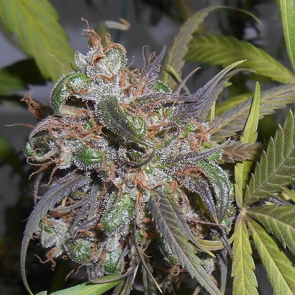 Ace Seeds - Haze X Kali China (fem.)