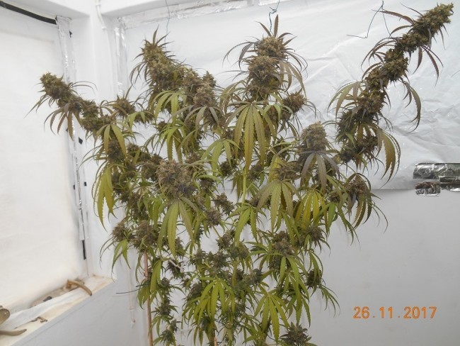 Ace Seeds - Haze X Kali China (fem.)