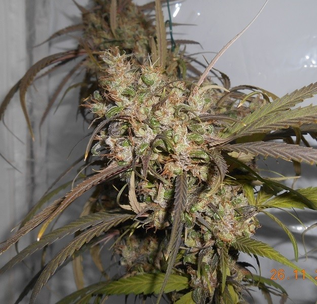 Ace Seeds - Haze X Kali China (fem.)