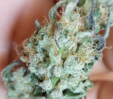 Ace Seeds - Haze X Kali China (fem.)