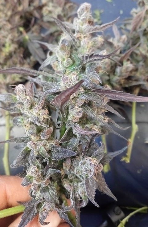 Ace Seeds - Haze X Kali China (fem.)