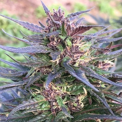 Ace Seeds - Honduras Breeze (fem.) 06282