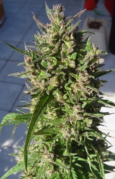 Ace Seeds - Honduras Breeze (fem.)