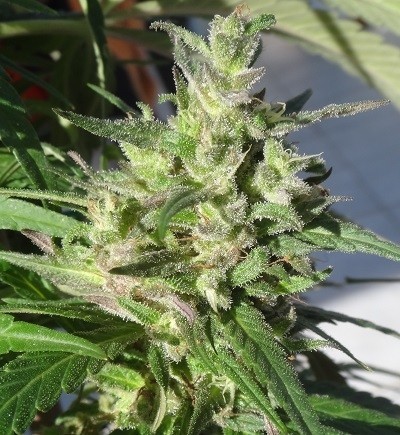 Ace Seeds - Honduras Breeze (fem.)