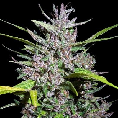 Ace Seeds - Honduras x Panama (reg.) 06284