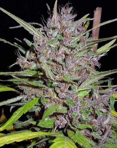 Ace Seeds - Honduras x Panama (reg.)
