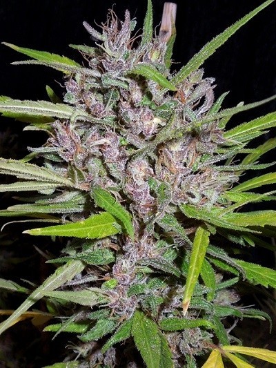 Ace Seeds - Honduras x Panama (reg.)