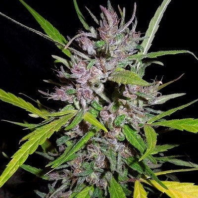Ace Seeds - Honduras x Panama (reg.)