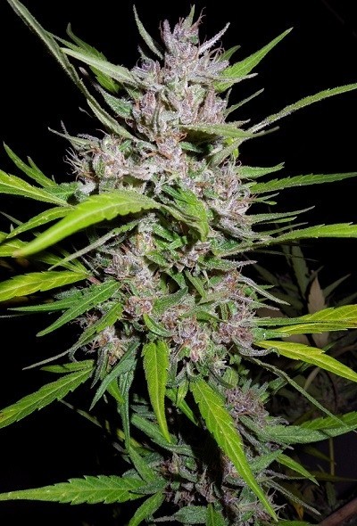 Ace Seeds - Honduras x Panama (reg.)