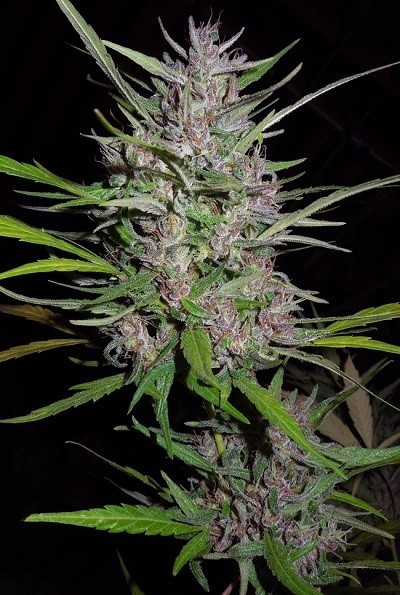 Ace Seeds - Honduras x Panama (reg.)