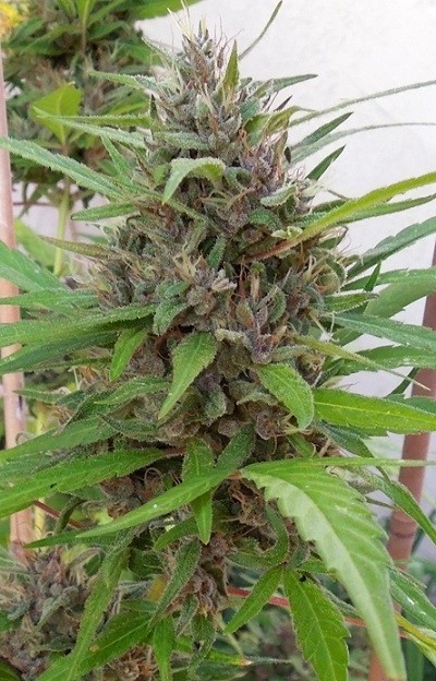 Ace Seeds - Honduras x Panama (reg.)