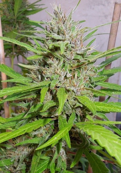 Ace Seeds - Honduras x Panama (reg.)