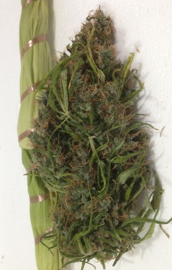 Ace Seeds - Honduras x Panama (reg.)