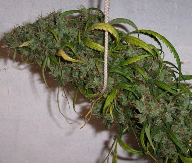 Ace Seeds - Honduras x Panama (reg.)