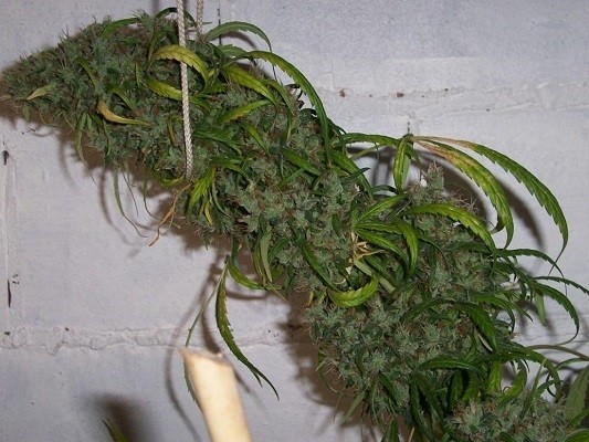 Ace Seeds - Honduras x Panama (reg.)