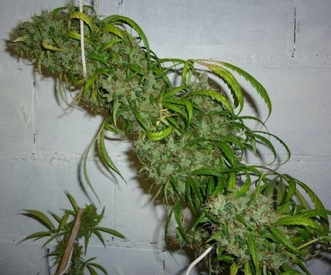 Ace Seeds - Honduras x Panama (reg.)