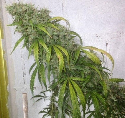 Ace Seeds - Honduras x Panama (reg.)