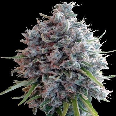 Ace Seeds - Killer A5 Haze (fem.) 06285