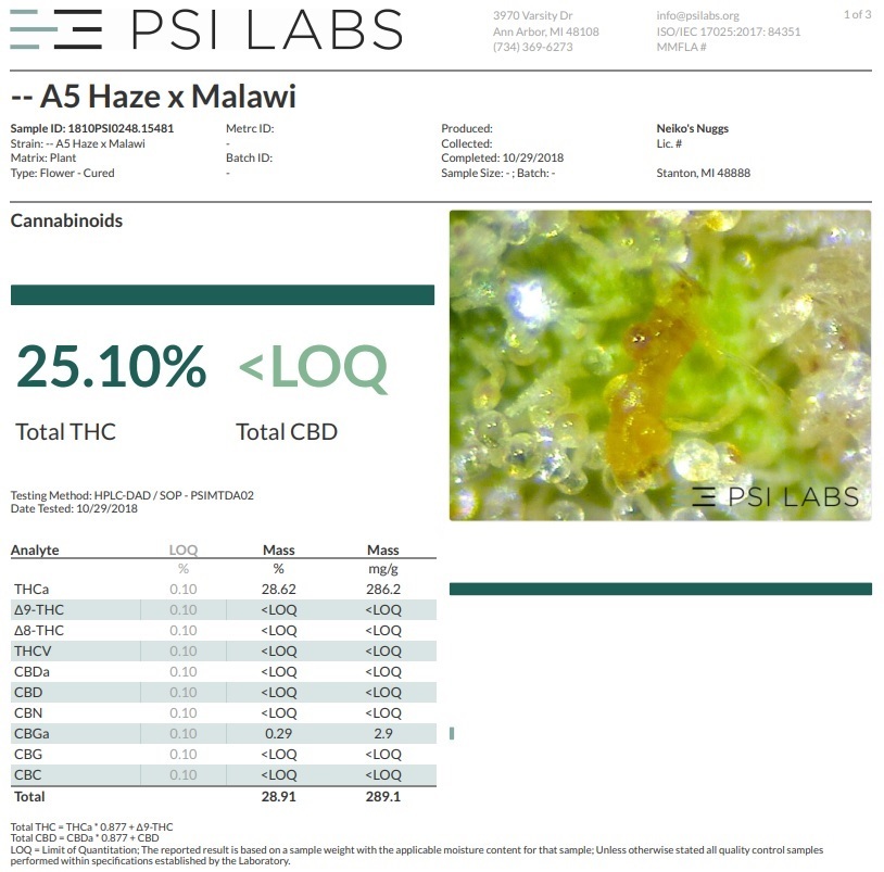 Ace Seeds - Killer A5 Haze (fem.)