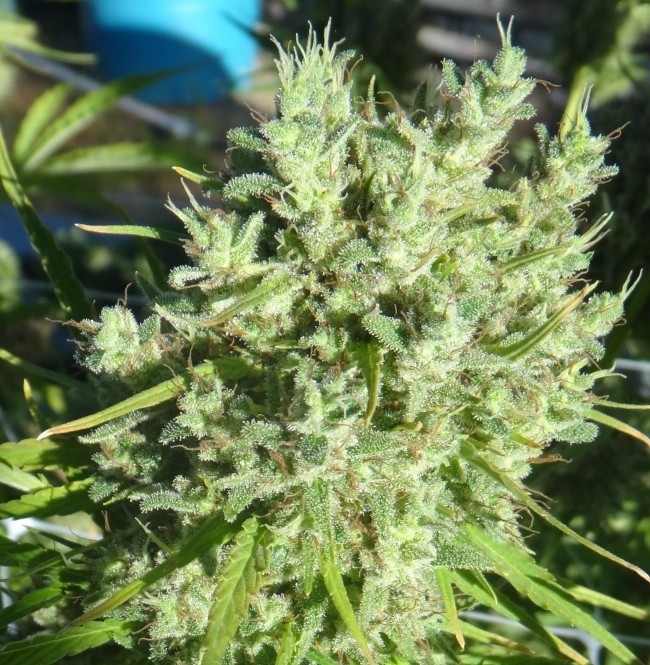 Ace Seeds - Killer A5 Haze (fem.)
