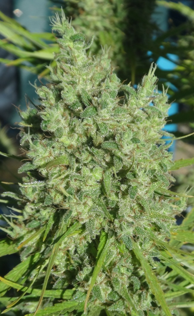 Ace Seeds - Killer A5 Haze (fem.)