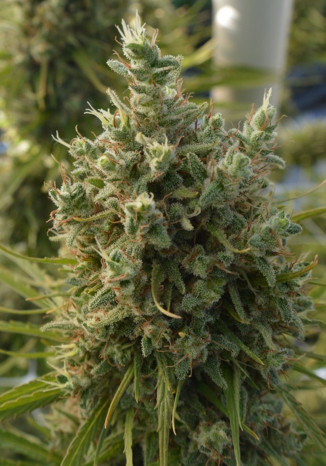 Ace Seeds - Killer A5 Haze (fem.)