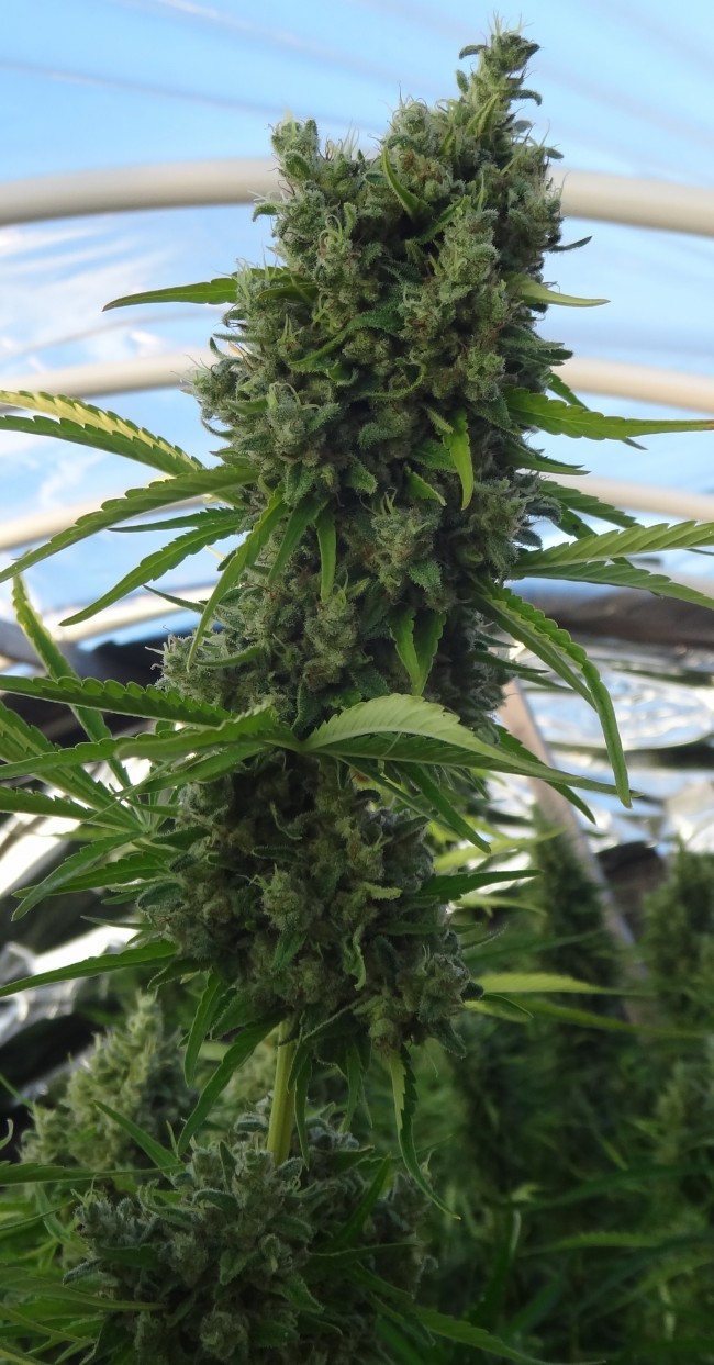 Ace Seeds - Killer A5 Haze (fem.)
