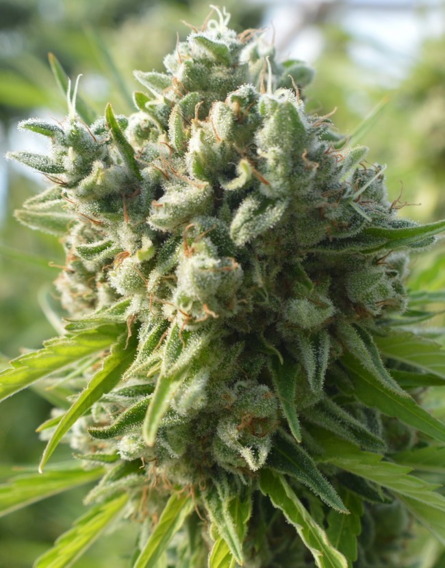 Ace Seeds - Killer A5 Haze (fem.)