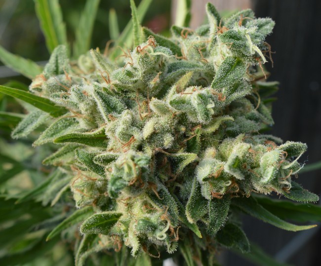 Ace Seeds - Killer A5 Haze (fem.)