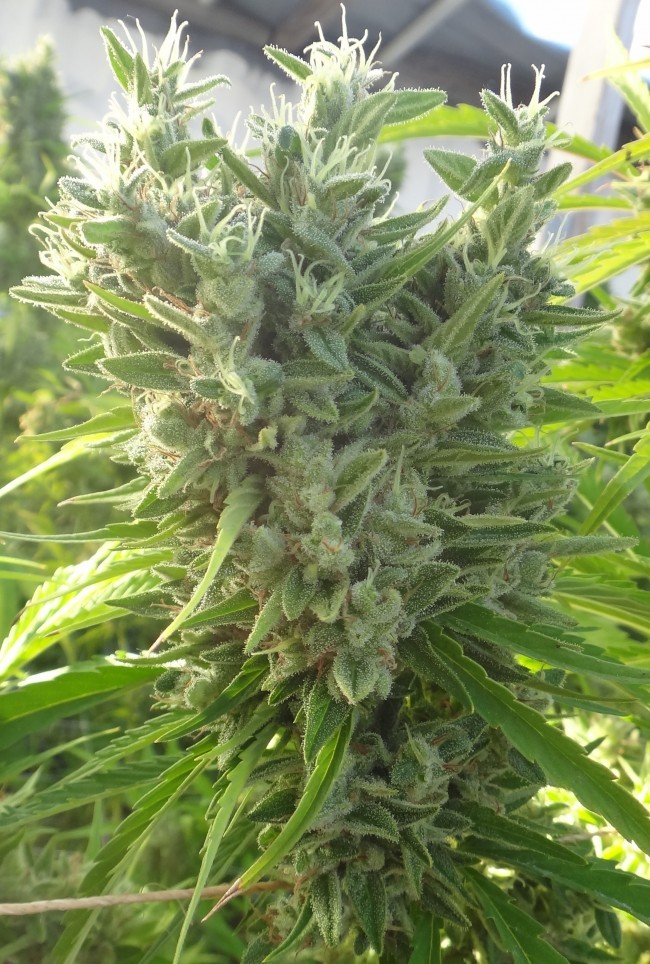 Ace Seeds - Killer A5 Haze (fem.)
