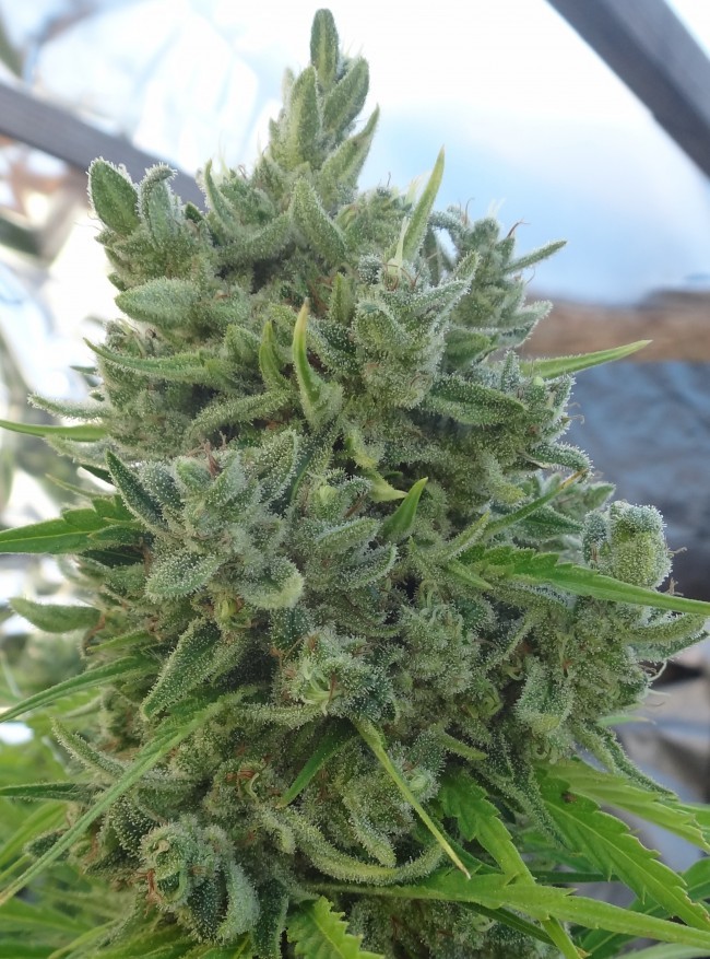 Ace Seeds - Killer A5 Haze (fem.)