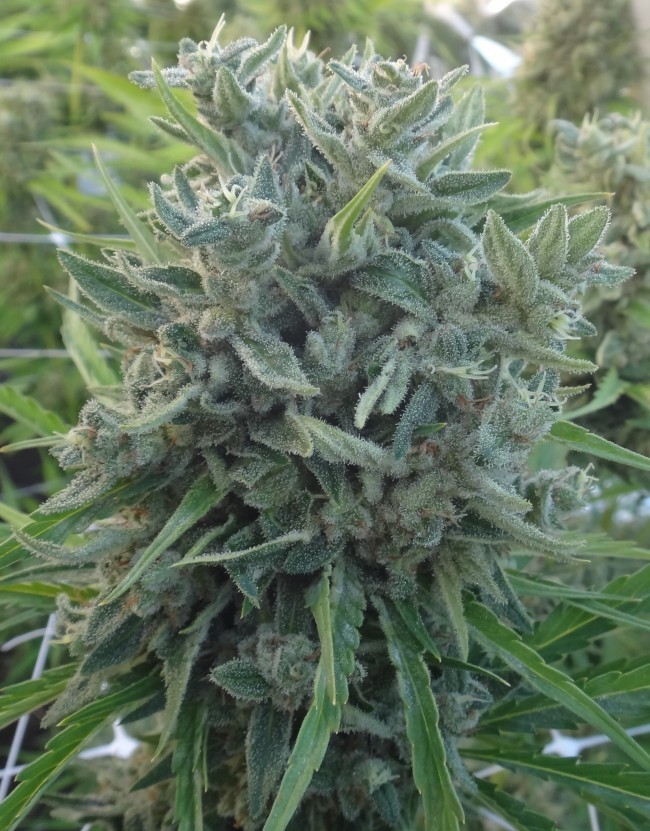 Ace Seeds - Killer A5 Haze (fem.)