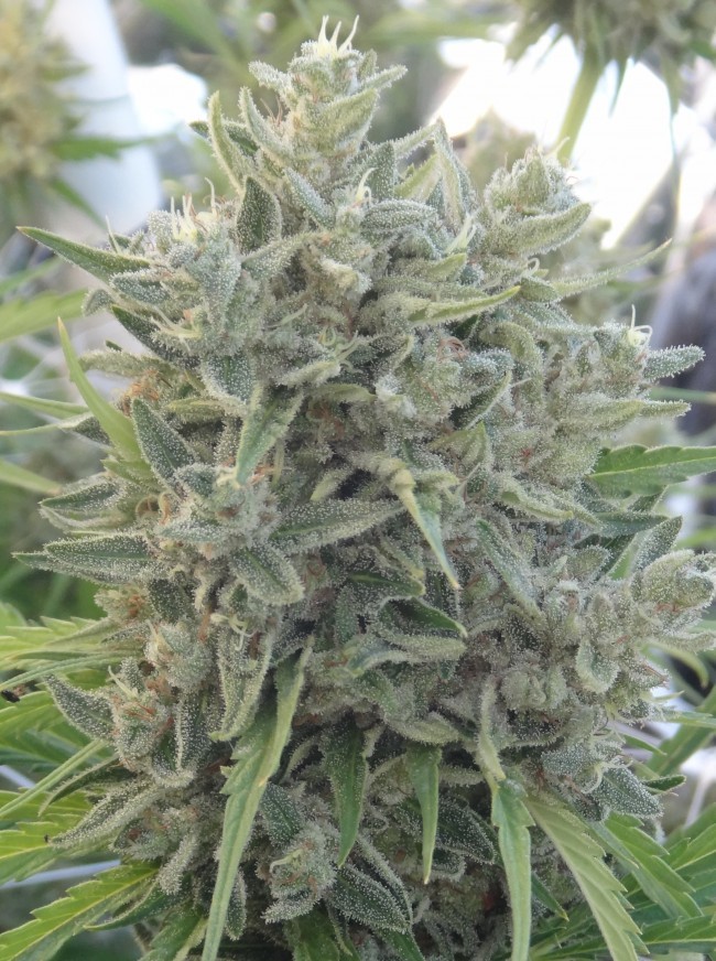 Ace Seeds - Killer A5 Haze (fem.)
