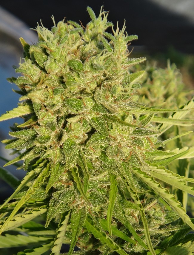 Ace Seeds - Killer A5 Haze (fem.)