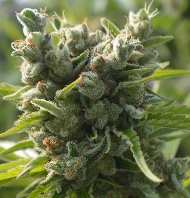 Ace Seeds - Killer A5 Haze (fem.)
