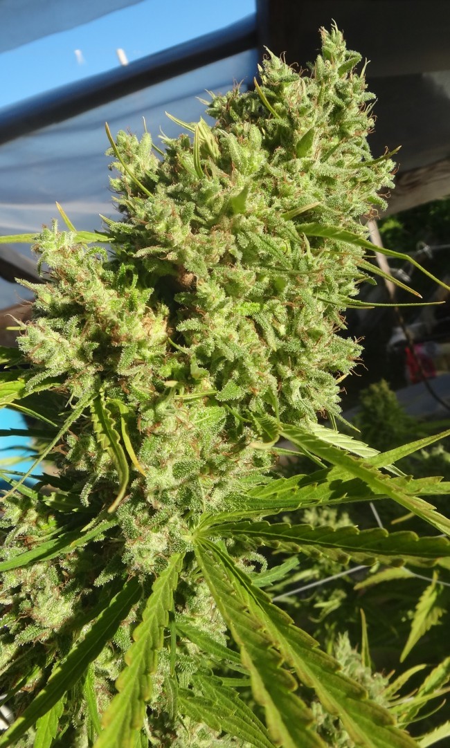 Ace Seeds - Killer A5 Haze (fem.)