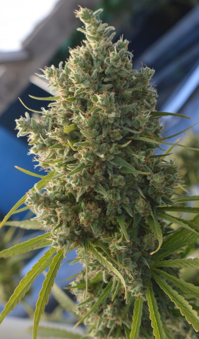 Ace Seeds - Killer A5 Haze (fem.)