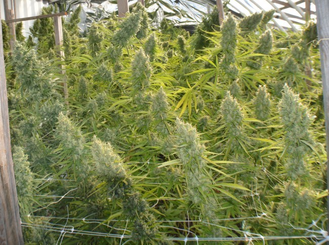 Ace Seeds - Killer A5 Haze (fem.)