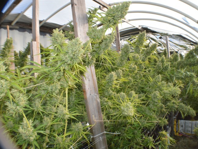 Ace Seeds - Killer A5 Haze (fem.)