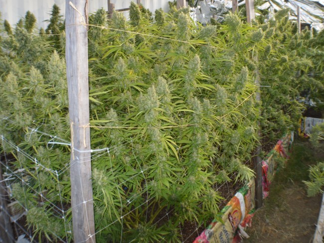 Ace Seeds - Killer A5 Haze (fem.)