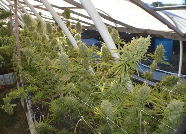 Ace Seeds - Killer A5 Haze (fem.)
