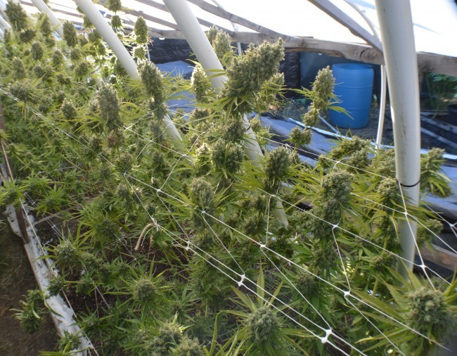 Ace Seeds - Killer A5 Haze (fem.)