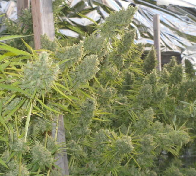Ace Seeds - Killer A5 Haze (fem.)