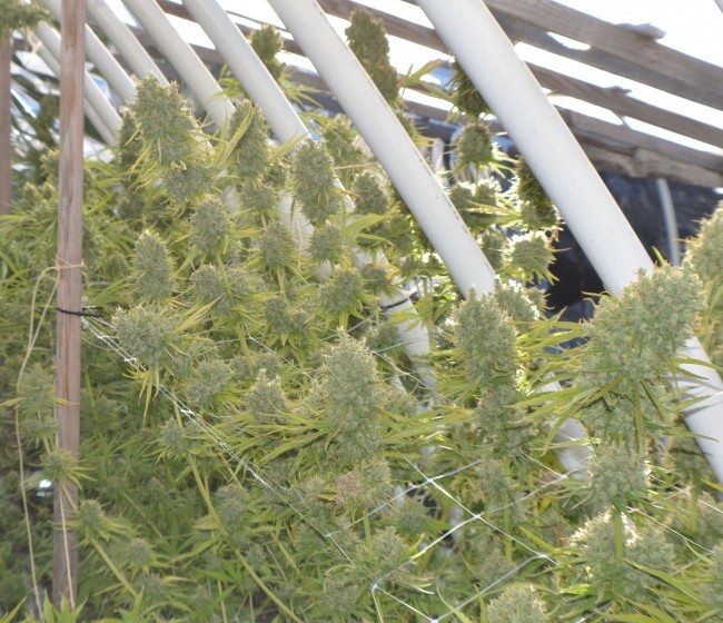 Ace Seeds - Killer A5 Haze (fem.)