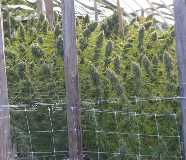 Ace Seeds - Killer A5 Haze (fem.)