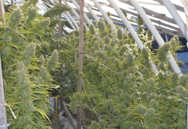 Ace Seeds - Killer A5 Haze (fem.)