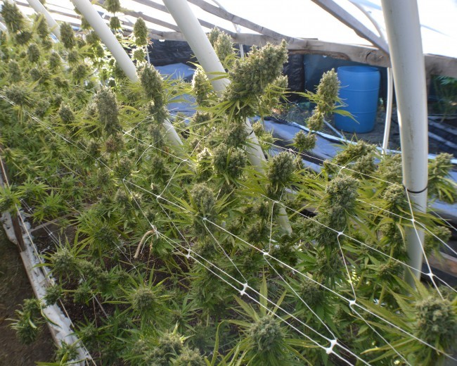 Ace Seeds - Killer A5 Haze (fem.)