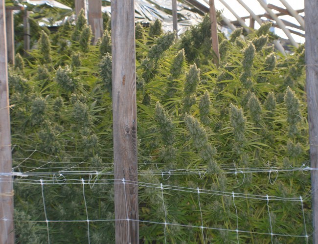 Ace Seeds - Killer A5 Haze (fem.)